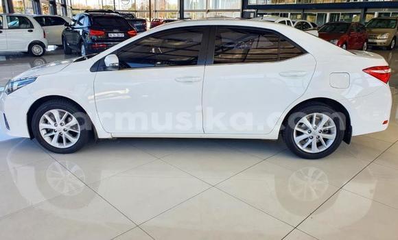 Tenga Tsaru Toyota Corolla Chena Mota in Beitbridge in Matabeleland South Tenga Tsaru Toyota Corolla Chena Mota in Beitbridge in Matabeleland South