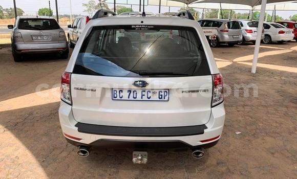 Tenga Tsaru Subaru Forester Chena Mota in Beitbridge in Matabeleland South Tenga Tsaru Subaru Forester Chena Mota in Beitbridge in Matabeleland South