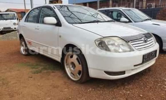 Buy Used Toyota Corolla White Car in Beitbridge in Matabeleland South