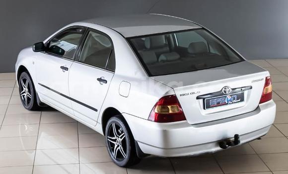 Nunua Ilio tumika Toyota Corolla Nyeupe Gari ndani ya Beitbridge nchini Matabeleland Kusini