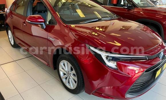 Nunua Ilio tumika Toyota Corolla Nyekundu Gari ndani ya Beitbridge nchini Matabeleland Kusini Nunua Ilio tumika Toyota Corolla Nyekundu Gari ndani ya Beitbridge nchini Matabeleland Kusini