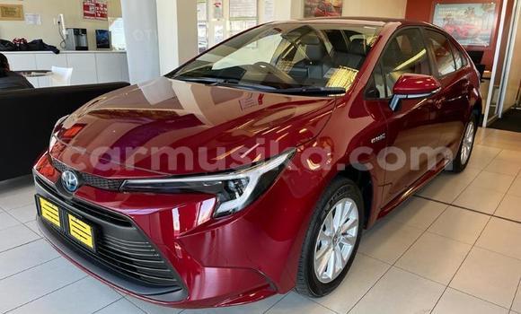 Buy Used Toyota Corolla Red Car in Beitbridge in Matabeleland South